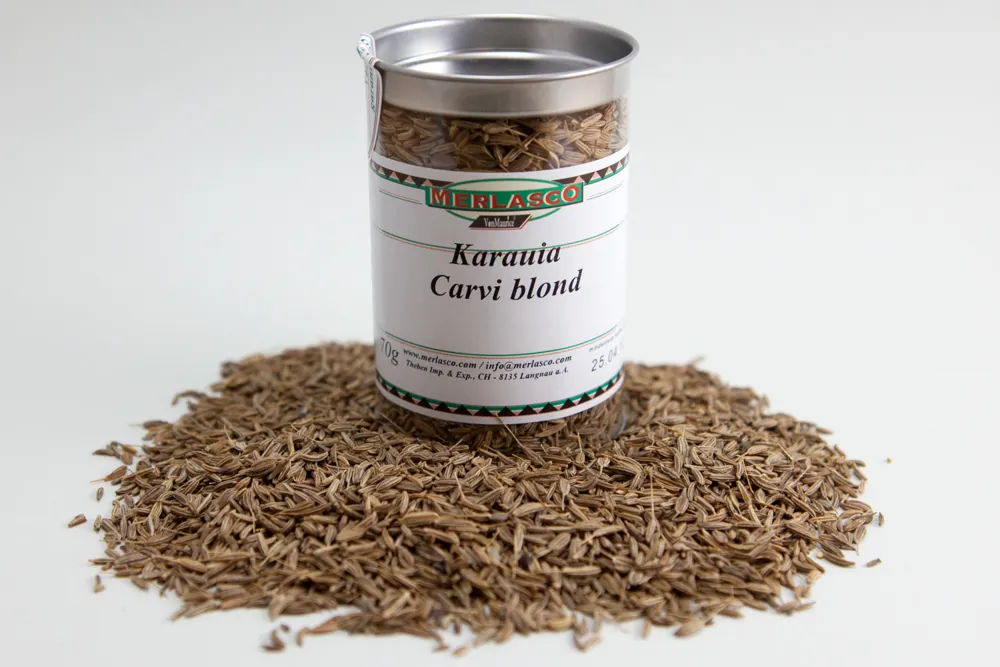 Karauia ganz (Carum carvi linnaeus)