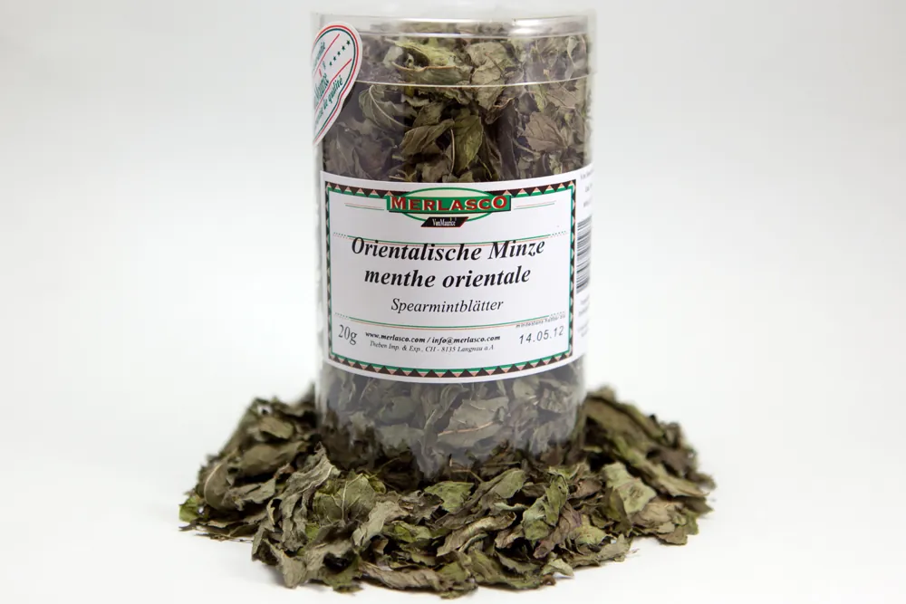 Orientalische Minze (mentha spicata/viridis)